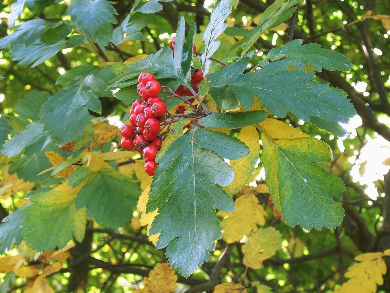 Sorbus hibrida